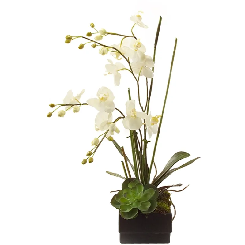 Phalaenopsis Orchid