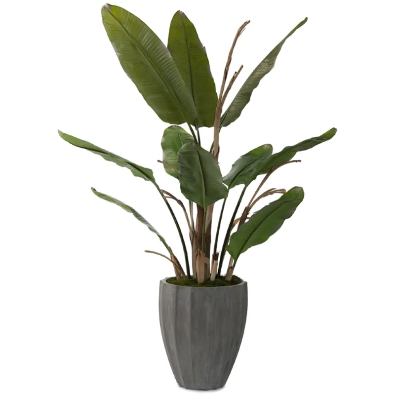 96X61X61 New Banana Tree