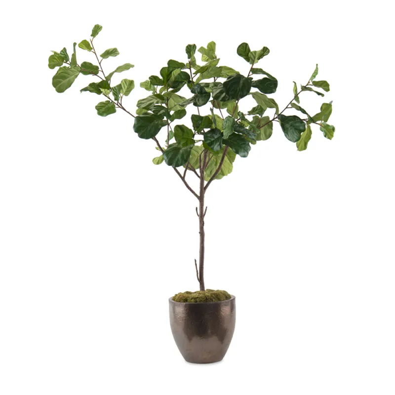 99X68X49 Fiddle Leaf Fig A