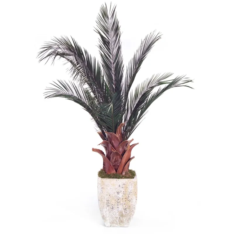 Date Palm Large