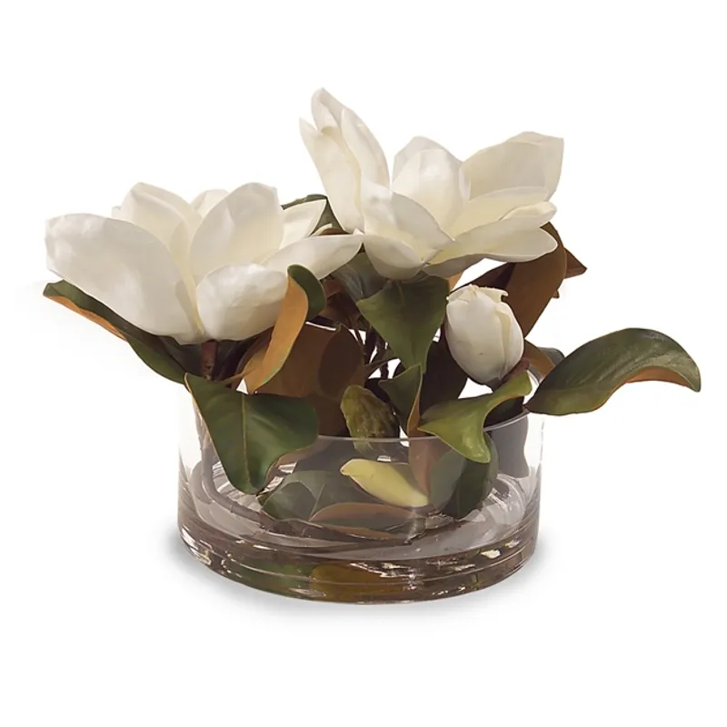 Magnolia Grandiflora