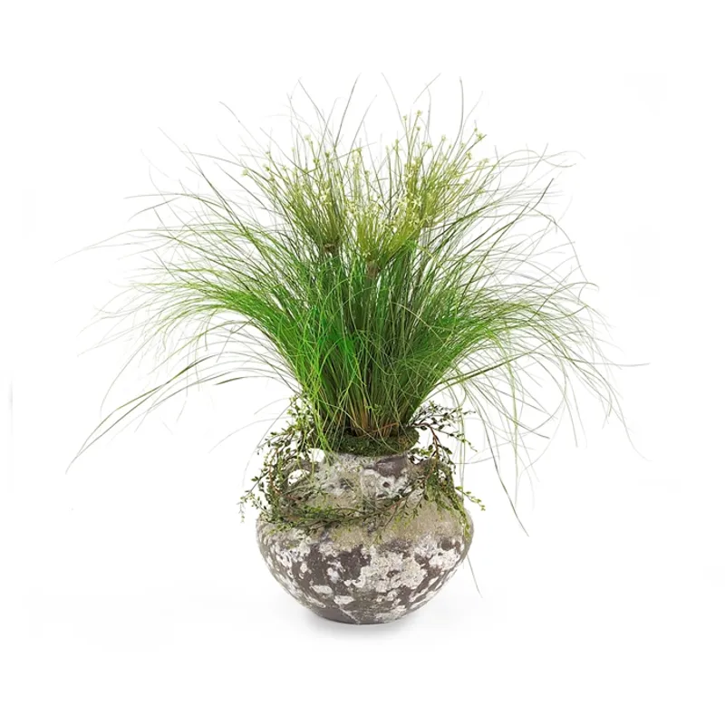 Allium Grass