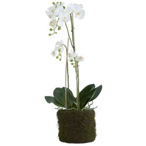 33 Inch White Orchid in Mossy Twig Pot