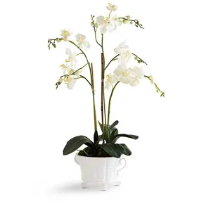 28" White Orchid in 2 Handled White Dish