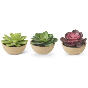 Assorted Hen & Chick Succulents