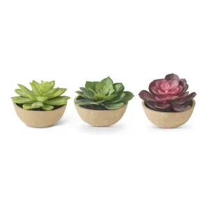 Assorted Hen & Chick Succulents