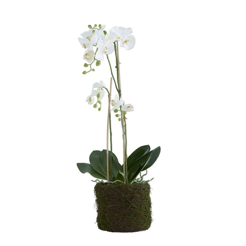 33 Inch White Orchid in Mossy Twig Pot