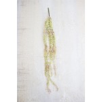 Necklace Plant