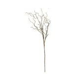Botanica #2319