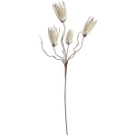 Botanica #502