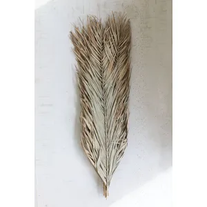 Natural Bundle of Date Palm Leaves