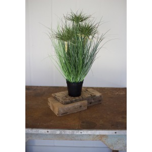 Cyprus Grass in Plastic Pot
