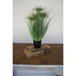 Cyprus Grass in Plastic Pot