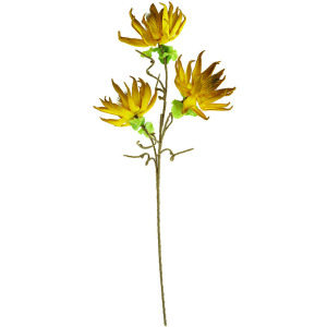 Botanica #3251