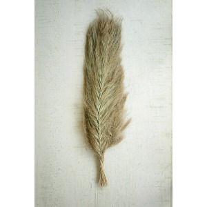 Bundle of 24 Sikha Branches