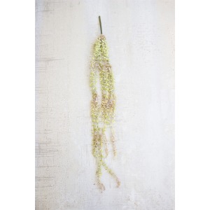 Necklace Plant
