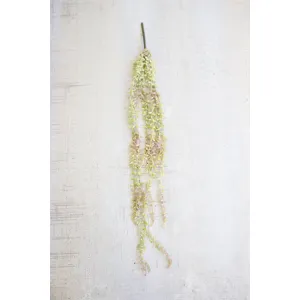 Necklace Plant