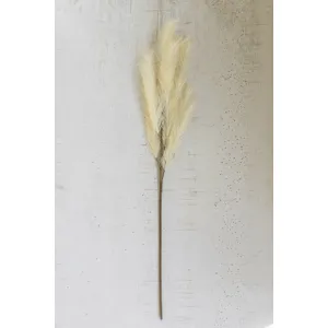 Pampas Stem