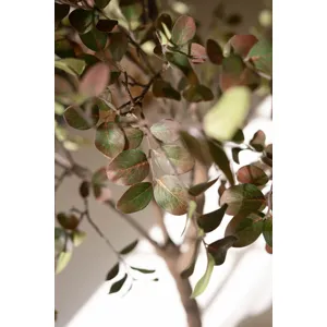 Artificial Crepe Myrtle Tree in a Black Plastic Pot