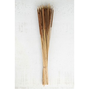 Bundle of Dried Miniature Cattails