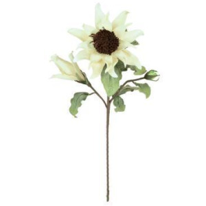 Botanica #2797