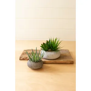 Succulents in Concrete Pots - Set of 2