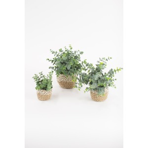 Artificial Eucalyptus Plants in Woven Pots - Set of 3
