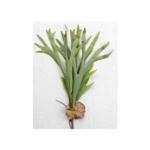 ARTIFICIAL STAG HORN FERN BRANCH