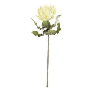 Botanica #2424