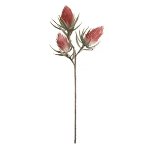 Botanica #809