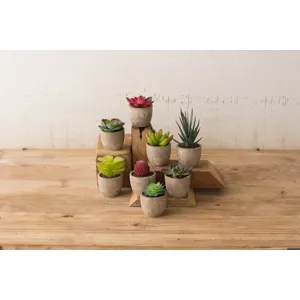 SET OF 8 MINIATURE SUCCULENTS