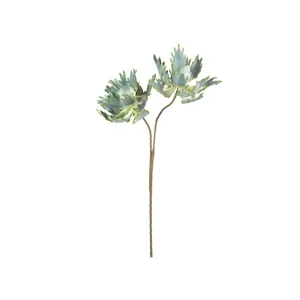 Botanica #2541