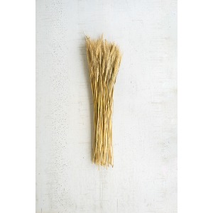 Bundle of Natural Wheat Stems