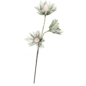 Botanica #923