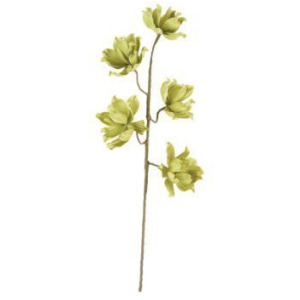 Botanica #3560