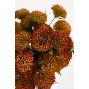 Bundle of 7 Artificial Auburn Ball Dahlias