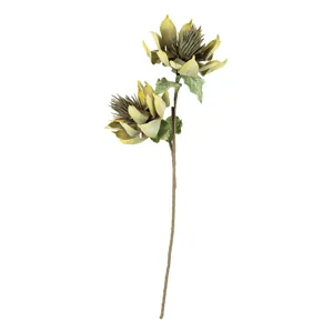 Botanica #3157