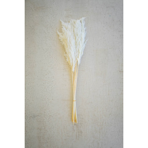 Bundle of 12 White Pampas Grass