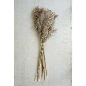 Large Bundle of Natural Pampas Grass