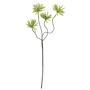 Botanica #639