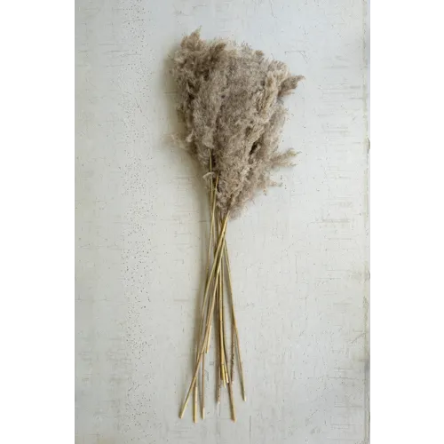 Large Bundle of Natural Pampas Grass