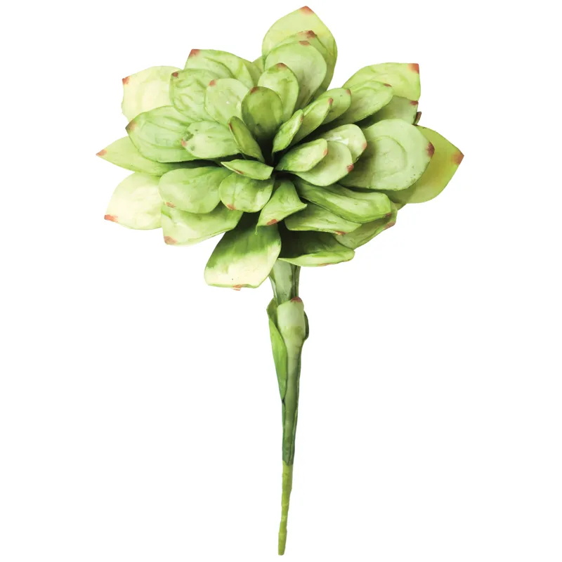 BOTANICA #43