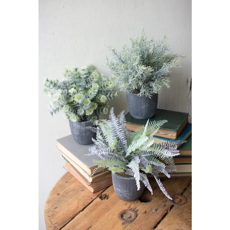 SET OF 3 FERN SUCCULENTS WITH ROUND GREY POTS