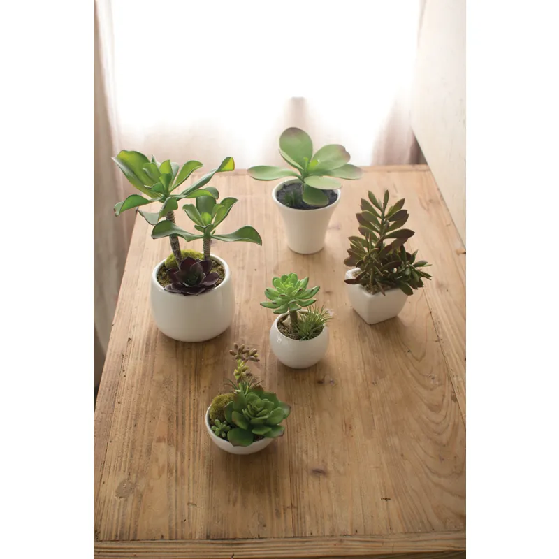 SET OF 5 ARTIFICIAL SUCCULENTS WITH WHITE CERAMIC POTS