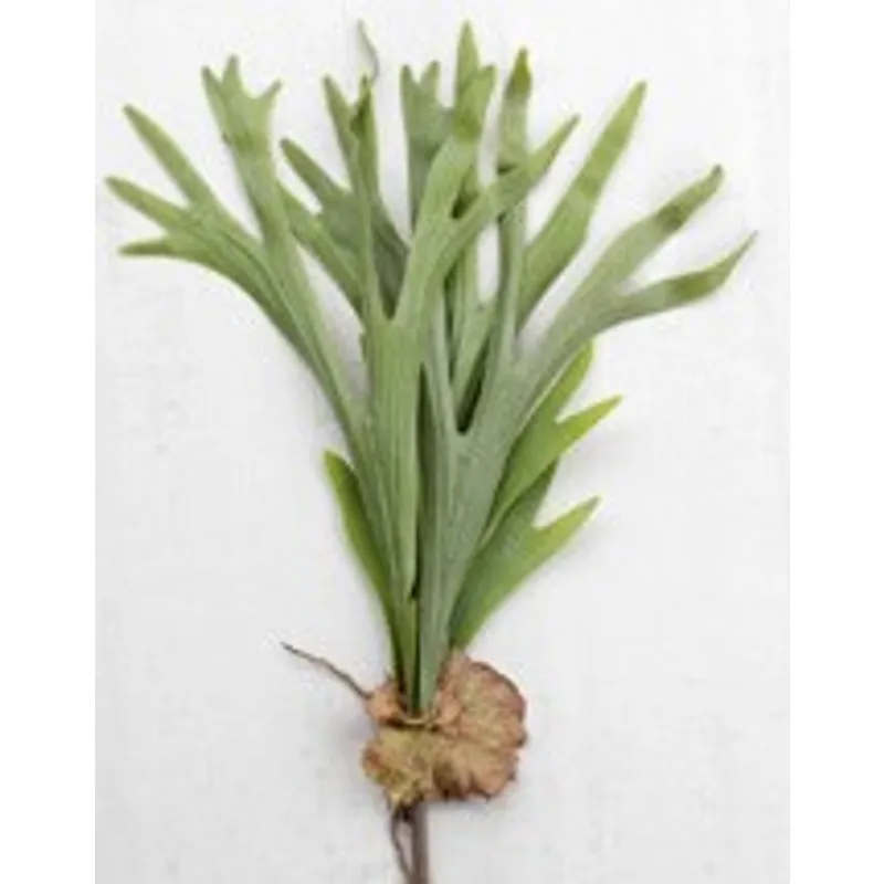 ARTIFICIAL STAG HORN FERN BRANCH