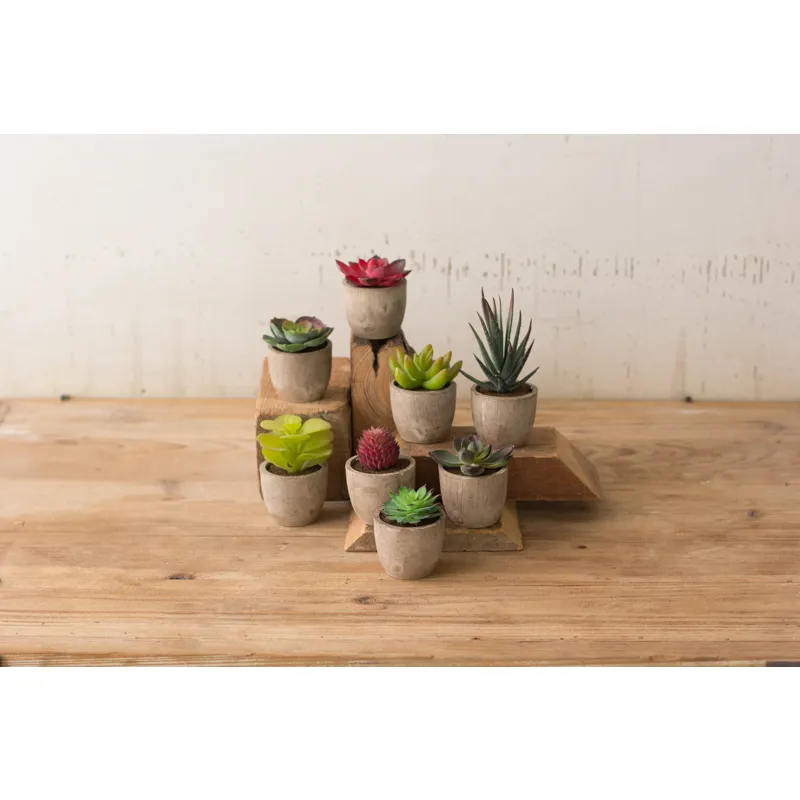 SET OF 8 MINIATURE SUCCULENTS
