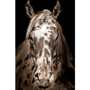 Paint Horse