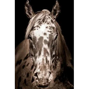 Paint Horse
