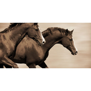 Wild Horses in Far West