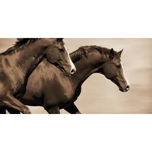 Wild Horses in Far West